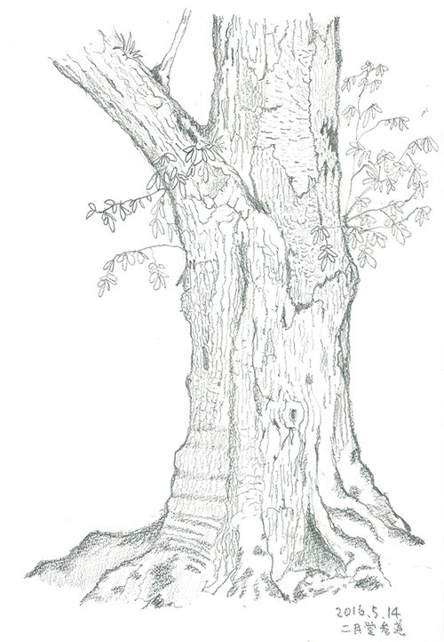 添削099：東大寺二月堂参道周辺の木のデッサン